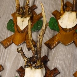 ABNORMITÄTEN 13 Stück abnormale Rehgeweihe ABNORM Rehbock Reh Bock Geweihe auf geschnitzte Trophäenschilder #22.977
