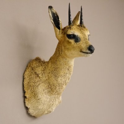 Klippspringer Kopf Pr&auml;parat Haupt Antilope Afrika taxidermy 