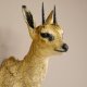 Klippspringer Kopf Präparat Haupt Antilope Afrika taxidermy