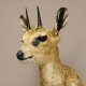 Klippspringer Kopf Präparat Haupt Antilope Afrika taxidermy