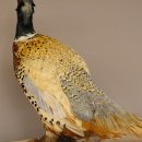 Taiwan - Ringfasan Ganzpräparat Vogel Präparat mit Herkunftsnachweis