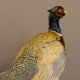 Taiwan - Ringfasan Ganzpräparat Vogel Präparat mit Herkunftsnachweis