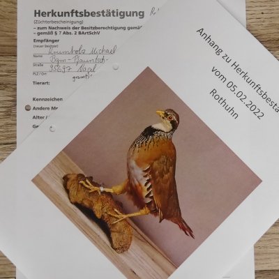 Rothuhn Ganzpr&auml;parat Vogel Pr&auml;parat mit Herkunftsnachweis