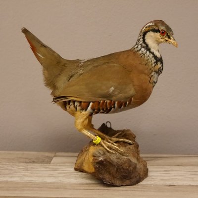 Rothuhn Ganzpr&auml;parat Breite 24 cm Vogel Pr&auml;parat mit Herkunftsnachweis
