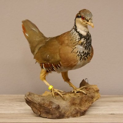 Rothuhn Ganzpr&auml;parat Breite 24 cm Vogel Pr&auml;parat mit Herkunftsnachweis