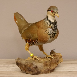 Rothuhn Ganzpräparat Huhn Hahn Breite 24 cm Vogel Präparat mit Herkunftsnachweis