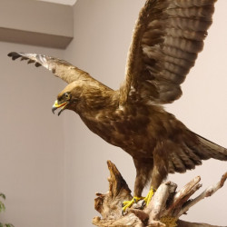Zwergadler Präparat mit offene Schwingen Greifvogel Vogel präpariert Trophäe mit EU Genehmigung