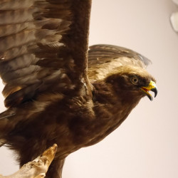 Zwergadler Präparat mit offene Schwingen Greifvogel Vogel präpariert Trophäe mit EU Genehmigung
