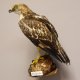 Zwergadler Präparat Greifvogel Vogel präpariert Trophäe mit EU Genehmigung