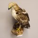 Zwergadler Präparat Greifvogel Vogel präpariert Trophäe mit EU Genehmigung