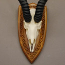Springbock Antilope Troph&auml;e Sch&auml;deltroph&auml;e HL 36 cm auf Troph&auml;enschild Deko #88.6.91