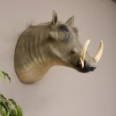 Warzenschwein Keiler Kopf Präparat Hauerlänge 28 cm