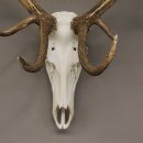 kapitales 18 Ender Rothirsch Geweih Höhe 124 cm mit ganzer Nase und ganzem Oberkiefer Hirschgeweih Hirsch