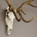 kapitales 18 Ender Rothirsch Geweih Höhe 124 cm mit ganzer Nase und ganzem Oberkiefer Hirschgeweih Hirsch