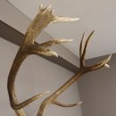 kapitales 18 Ender Rothirsch Geweih Höhe 124 cm mit ganzer Nase und ganzem Oberkiefer Hirschgeweih Hirsch