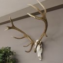 kapitales 18 Ender Rothirsch Geweih Höhe 124 cm mit...