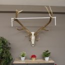 kapitales 18 Ender Rothirsch Geweih Höhe 124 cm mit ganzer Nase und ganzem Oberkiefer Hirschgeweih Hirsch