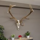 kapitales 18 Ender Rothirsch Geweih Höhe 124 cm mit ganzer Nase und ganzem Oberkiefer Hirschgeweih Hirsch