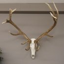 kapitales 18 Ender Rothirsch Geweih Höhe 124 cm mit ganzer Nase und ganzem Oberkiefer Hirschgeweih Hirsch