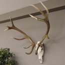 kapitales 18 Ender Rothirsch Geweih Höhe 124 cm mit ganzer Nase und ganzem Oberkiefer Hirschgeweih Hirsch
