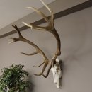 kapitales 18 Ender Rothirsch Geweih Höhe 124 cm mit ganzer Nase und ganzem Oberkiefer Hirschgeweih Hirsch