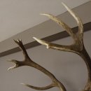 kapitales 18 Ender Rothirsch Geweih Höhe 124 cm mit ganzer Nase und ganzem Oberkiefer Hirschgeweih Hirsch