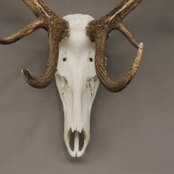 kapitales 18 Ender Rothirsch Geweih Höhe 124 cm mit ganzer Nase und ganzem Oberkiefer Hirschgeweih Hirsch