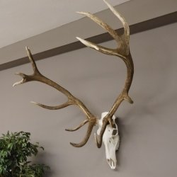 kapitales 18 Ender Rothirsch Geweih Höhe 124 cm mit ganzer Nase und ganzem Oberkiefer Hirschgeweih Hirsch