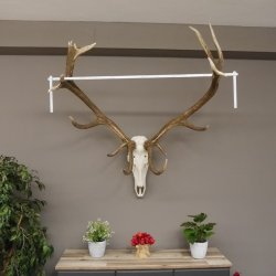 kapitales 18 Ender Rothirsch Geweih Höhe 124 cm mit ganzer Nase und ganzem Oberkiefer Hirschgeweih Hirsch