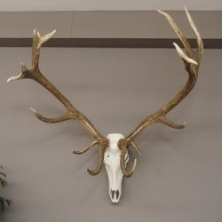 kapitales 18 Ender Rothirsch Geweih Höhe 124 cm mit ganzer Nase und ganzem Oberkiefer Hirschgeweih Hirsch