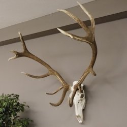 kapitales 18 Ender Rothirsch Geweih Höhe 124 cm mit ganzer Nase und ganzem Oberkiefer Hirschgeweih Hirsch