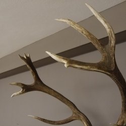 kapitales 18 Ender Rothirsch Geweih Höhe 124 cm mit ganzer Nase und ganzem Oberkiefer Hirschgeweih Hirsch