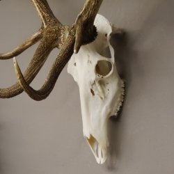 kapitales 18 Ender Rothirsch Geweih Höhe 124 cm mit ganzer Nase und ganzem Oberkiefer Hirschgeweih Hirsch