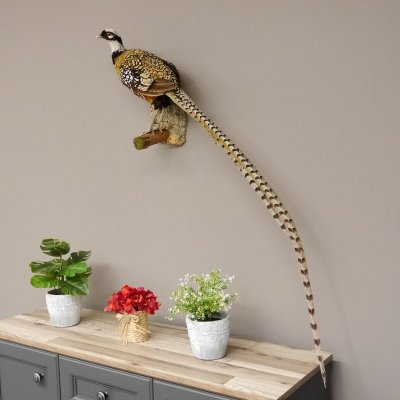 Königsfasan Fasan Präparat Ganzpräparat taxidermy Deko mit Genehmigung zum Verkauf