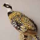 Königsfasan Fasan Präparat Ganzpräparat taxidermy Deko mit Genehmigung zum Verkauf