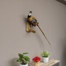 Königsfasan Fasan Präparat Ganzpräparat taxidermy Deko mit Genehmigung zum Verkauf