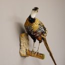 Königsfasan Fasan Präparat Ganzpräparat taxidermy Deko mit Genehmigung zum Verkauf