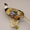 Königsfasan Fasan Präparat Ganzpräparat taxidermy Deko mit Genehmigung zum Verkauf