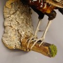 Königsfasan Fasan Präparat Ganzpräparat taxidermy Deko mit Genehmigung zum Verkauf