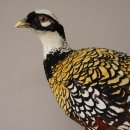 Königsfasan Fasan Präparat Ganzpräparat taxidermy Deko mit Genehmigung zum Verkauf