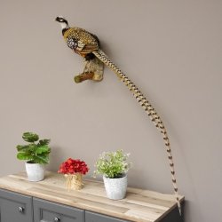 Königsfasan Fasan Präparat Ganzpräparat taxidermy Deko mit Genehmigung zum Verkauf