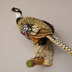 Königsfasan Fasan Präparat Ganzpräparat taxidermy Deko mit Genehmigung zum Verkauf