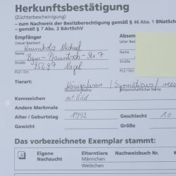 Königsfasan Fasan Präparat Ganzpräparat taxidermy Deko mit Genehmigung zum Verkauf