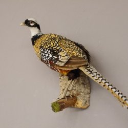 Königsfasan Fasan Präparat Ganzpräparat taxidermy Deko mit Genehmigung zum Verkauf