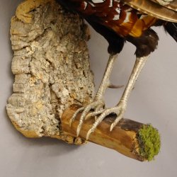 Königsfasan Fasan Präparat Ganzpräparat taxidermy Deko mit Genehmigung zum Verkauf