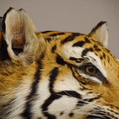 Tiger Kopf Pr&auml;parat mit offenen Maul Tierpr&auml;parat H&ouml;he 54 cm mit Genehmigung zum Verkauf