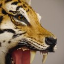 Tiger Kopf Präparat mit offenen Maul Tierpräparat Höhe 54 cm mit Genehmigung zum Verkauf