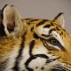 Tiger Kopf Präparat mit offenen Maul Tierpräparat Höhe 54 cm mit Genehmigung zum Verkauf