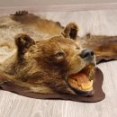 Braunbär Grizzly Fell Bär Vorleger mit Kopfpräparation Länge 214 cm mit Genehmigung zum Verkauf