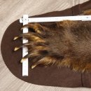 Braunbär Grizzly Fell Bär Vorleger mit Kopfpräparation Länge 214 cm mit Genehmigung zum Verkauf